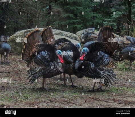 Wild Turkey Male Meleagris Gallopavo Wattles Engorged With Blood To