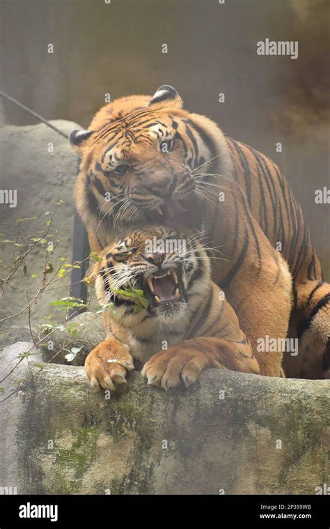 Lion Breeding With Tiger