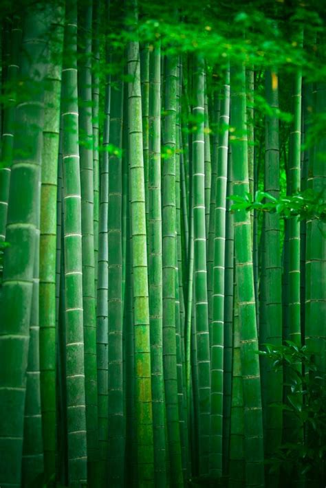 Bamboo Forest Park Japan Green Nature Wallpaper Bamboo Green Aesthetic