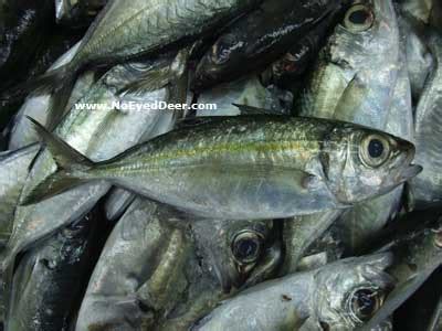 Resep diadaptasikan dari ibu saya. mimisyafinie's space :): antara ikan selayang,ikan lolong ...