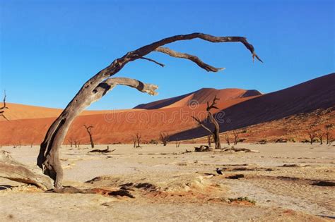 Trees And Landscape Of Dead Vlei Desert Namibia Stock Image Image Of