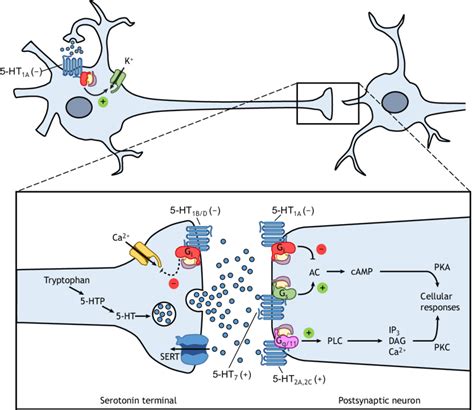 A Representative Serotonin 5 Ht Neuron And Synapse The Figure Shows