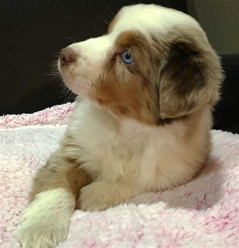 This Red Merle Female Australian Shepherd Is Available Located In