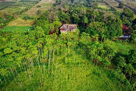 Pepohonan Hijau Dalam Foto Sudut Tinggi · Foto Stok Gratis