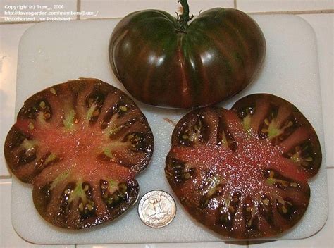 Black From Tula Tomato Tomato Sweet And Spicy Buy Seeds