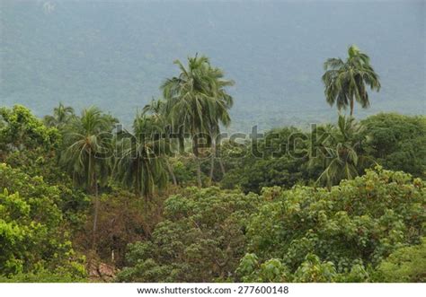 Jungle Treeline Sri Lanka Stock Photo 277600148 Shutterstock