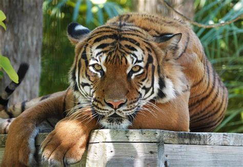 Tiger Shot Dead After Biting Workers Arm At Florida Zoo