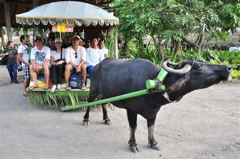 Villa Escudero Day Tour With Carabao Cart Ride And Bamboo From Manila