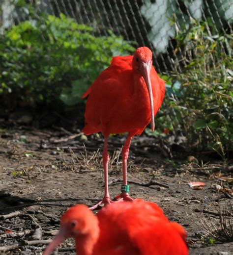 Scarlet Ibis Zoochat
