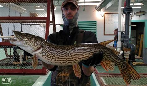 Have You Ever Seen A Striped Northern Pike Outdoorhub