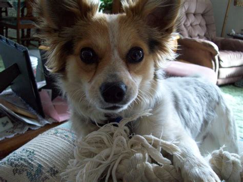 It can also be found under the unofficial breed types because there are so many kinds. This is a young Rocky Top as his face and ears have much ...