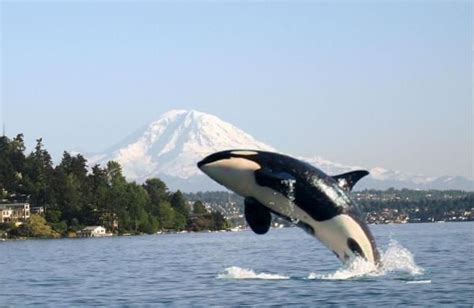Washington State Whale Watching North Of Seattle Ballenas Delfines