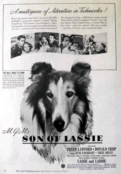 Pin On Lassie