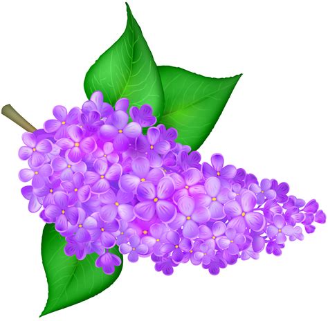 There are three large blooms in all. Lilac clipart collection - Cliparts World 2019