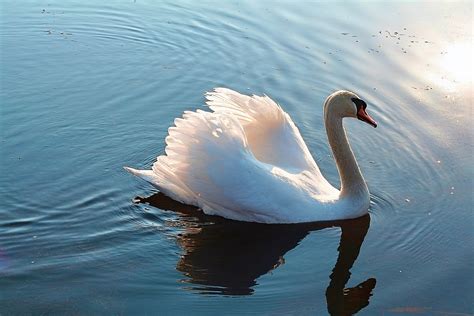 Swan Lake Swans Free Photo On Pixabay