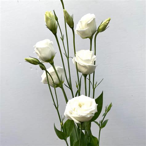 white lisianthus kittelberger wholesale florist webster and rochester