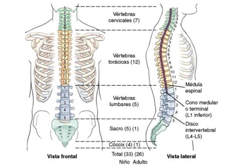 Anatomía De La Columna Vertebral Cuerpo Humano