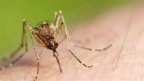 Raleigh Durham Area Ranks 10th In Top 50 Mosquito Cities List Abc11