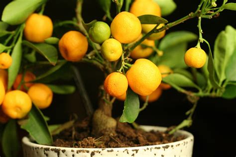 Growing Citrus Indoors Plantscapers