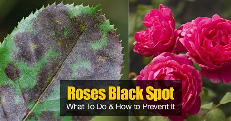 Black Spot On Roses What To Do And How To Prevent It