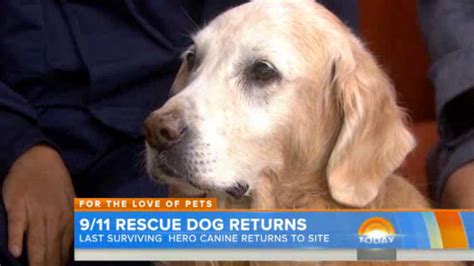 911s Last Surviving Search Dog Goes On Today Tears Ensue