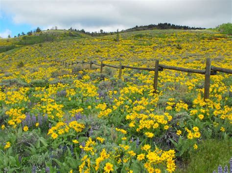 We did not find results for: Photo of the Day: Wildflowers in bloom on South Pass ...