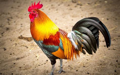 brown red and black rooster roosters hd wallpaper wallpaper flare