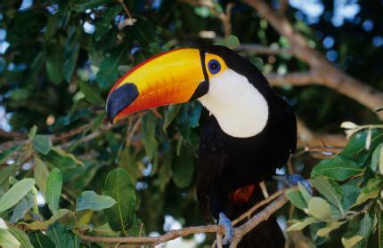 › animal fact guide for kids. Did you know that toco toucans can regulate body ...