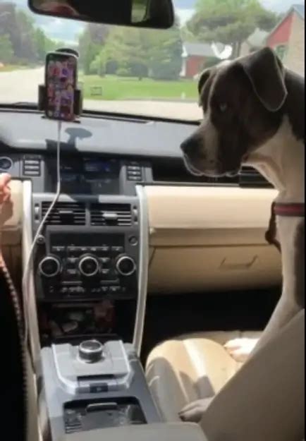 Dog Prevents Owner From Texting While Driving A Story Of Canine Care