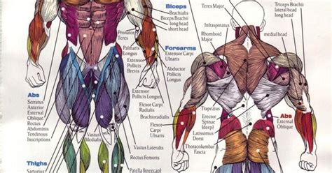 Musculature Anatomy Chart In Color Musculature Anatomy Chart