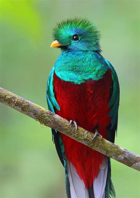 Q Is For Quetzal Keep It Real Explore Experience Evolve