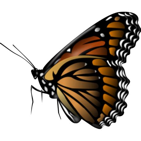 204 Monarch Butterfly Svg Free Svg Png Eps Dxf File
