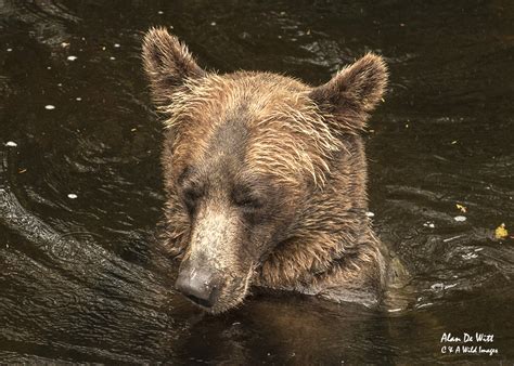 Adult Grizzly Bear Wildlife Photography