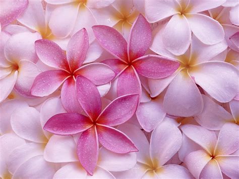 Hawaiian Flowers Wallpapers Top Free Hawaiian Flowers Backgrounds