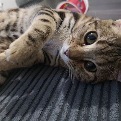 14 Fun Facts You Didnt Know About Bengal Cats Baby Kittens Kittens