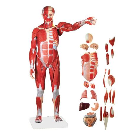 Modello Anatomico Di Corpo Intero Wellden International Inc Ad Uso
