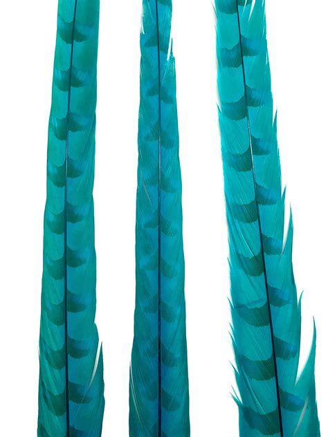 Reeves Pheasant Tail Feathers 35 40 Dyed Turquoise Each