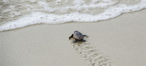 A Complete Guide To Sea Turtle Season On Jekyll Island Jekyll Island