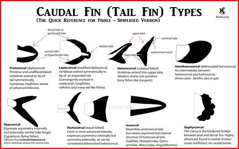 Caudal Fin Types — Koaw Nature