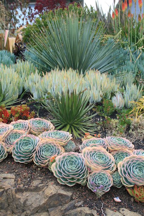 50 Best Succulent Garden Ideas For 2017
