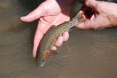 Habitat Connectivity Helps Trout Take Care Of Themselves Trout Unlimited