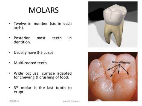 Forensic Odontology