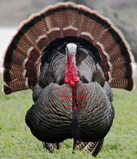 Where To Shoot A Turkey With A Bow What You Need To Know To Get The