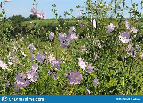 Pale Pink Wild Mallow Blooms In A Meadow In Summer Stock Photo Image