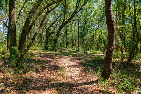 Guided Nature Walks South Alabama Land Trust