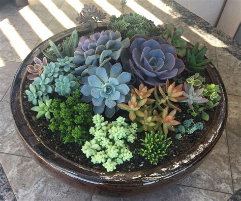 Learn some tips and tricks on how to create a succulent planter in a beautiful bowl. Succulent Bowl | Succulent bowls, Succulents, Plants
