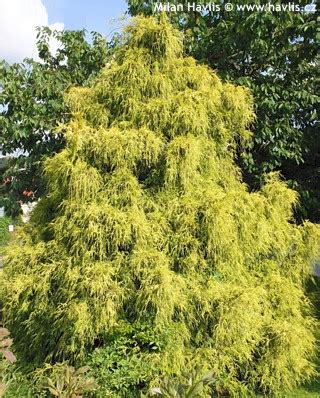 The truth of the matter is that conifers should not be treated like other shrubs. Chamaecyparis pisifera 'FILIFERA AUREA' - Havlis.cz