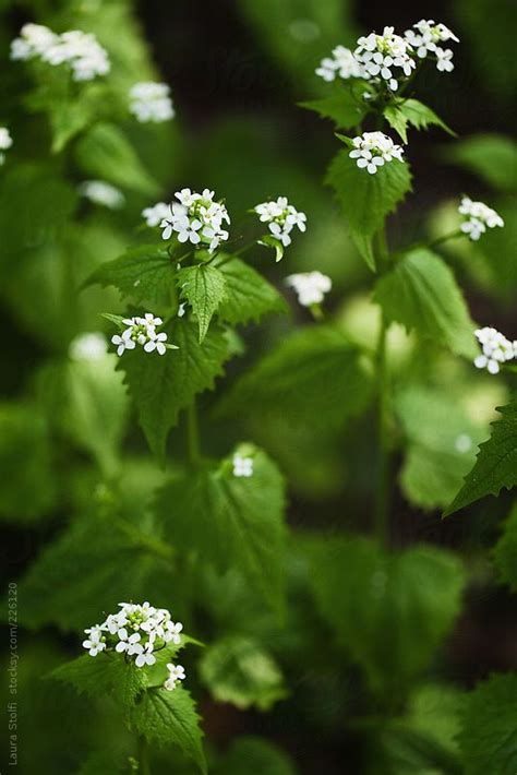 White Tiny Wild Flowers In Bloom By Stocksy Contributor Laura Stolfi