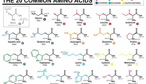 Amino acids and weight loss