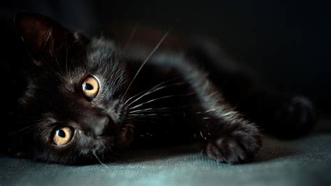 Find kitten pictures and kitten photos on desktop nexus. cat, Animals, Black Cats Wallpapers HD / Desktop and ...